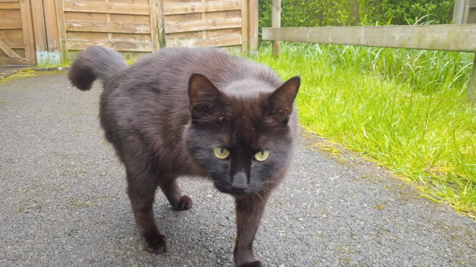 Image of the cat Puma.
