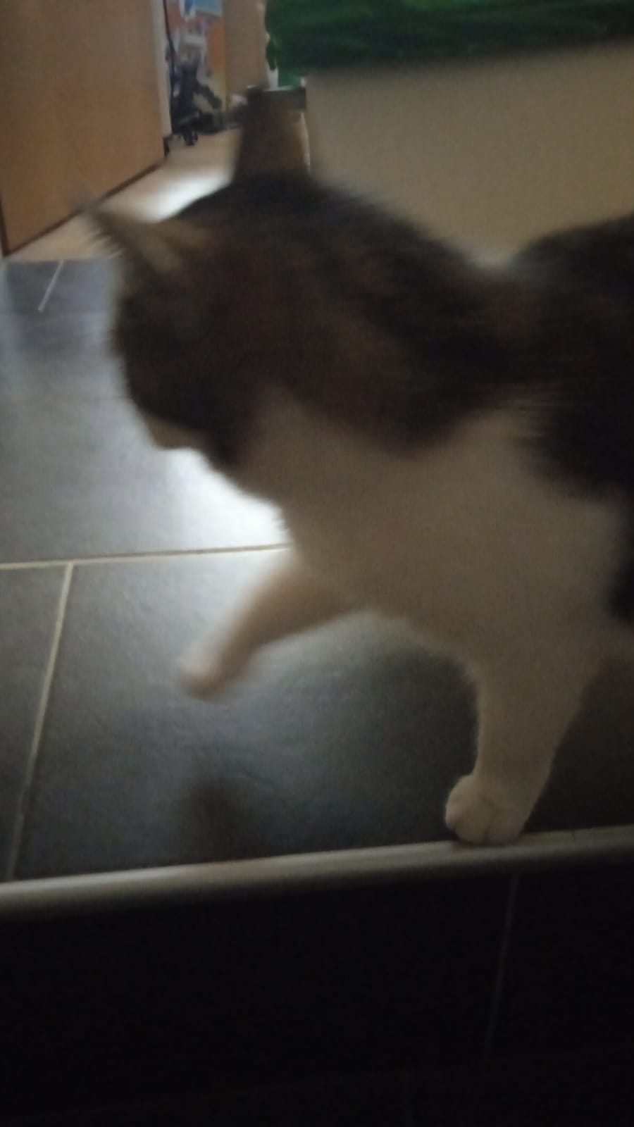 Image of the cat Tiga.